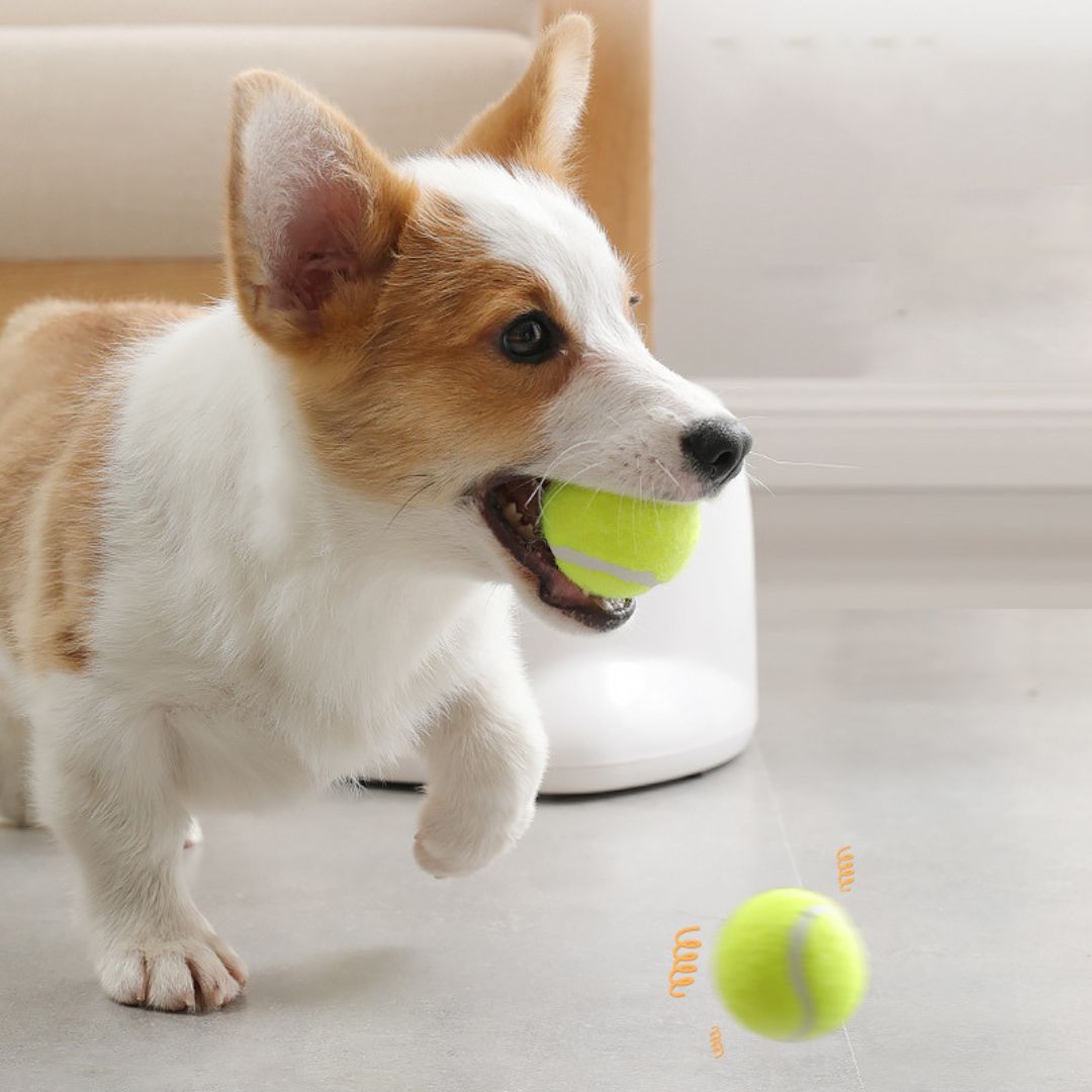Lanceur de balle pour chien | DoggoRocket™