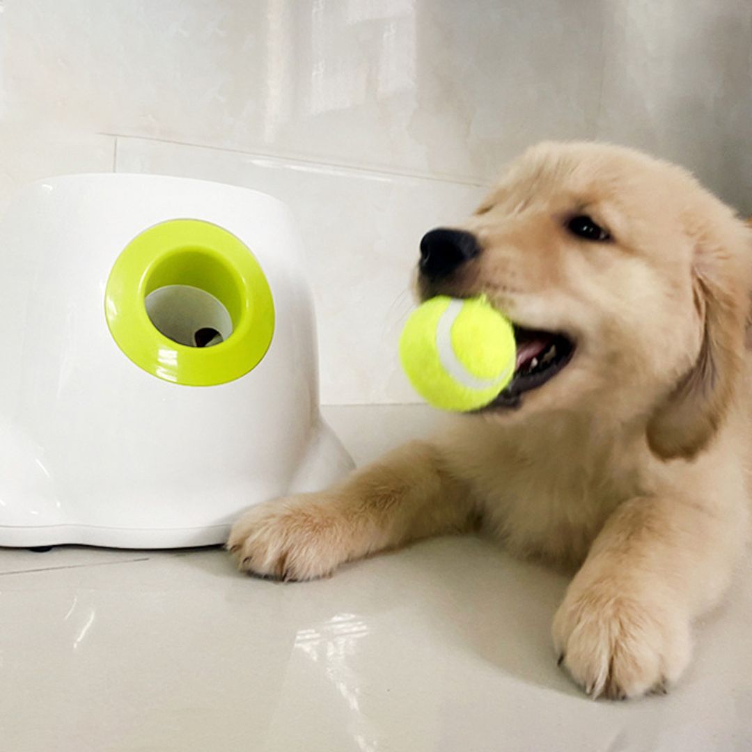 Jouet De Lancer De Balle Interactif Automatique Pour Chien, Jeu De Tennis Pour Dressage 3 Balles Incluses Style Mini Avec Adaptateur Europeen 87184191 Jouet De Lancer De Balle Interactif Automatique Pour Chien, Jeu De Tennis Pour Dressage 3 Balles Incluses Style Mini Avec Adaptateur Europeen 87184191