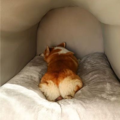 niche-chien-interieur-confortable-apaisant