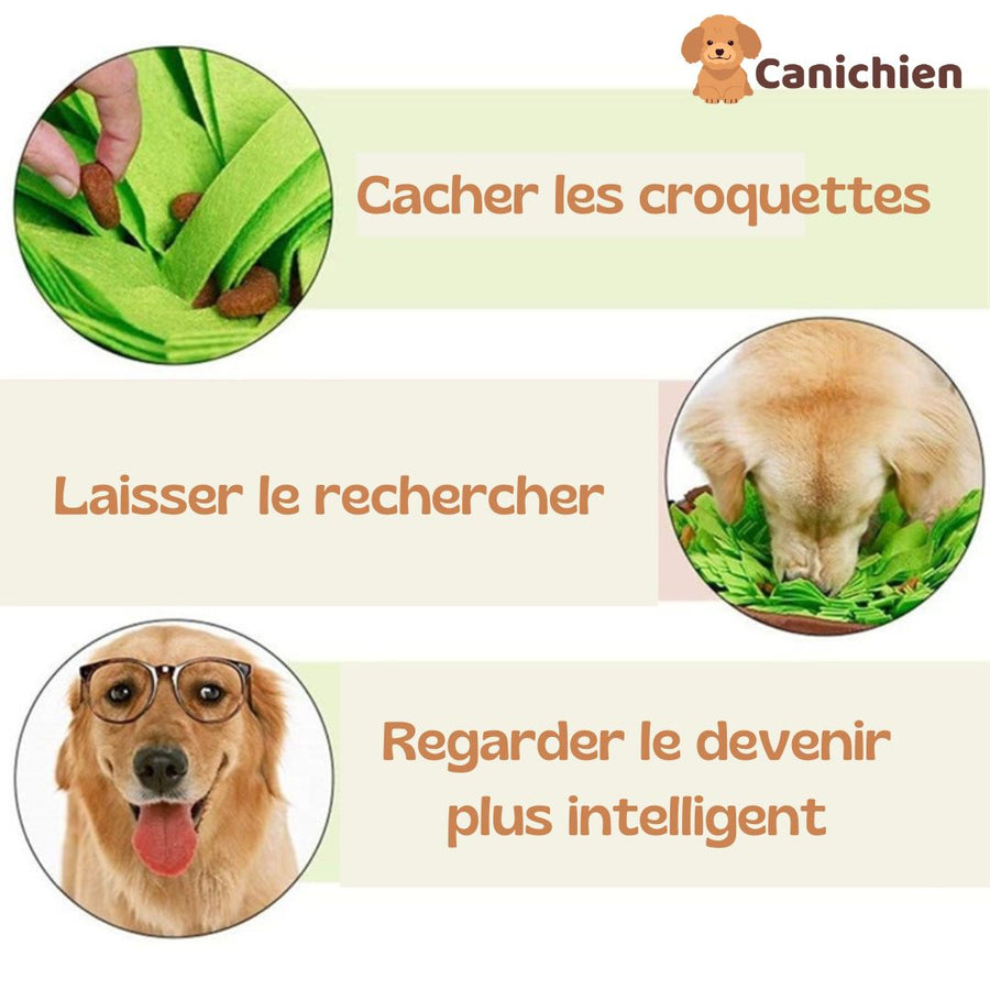 Chien utilisant un tapis de fouille