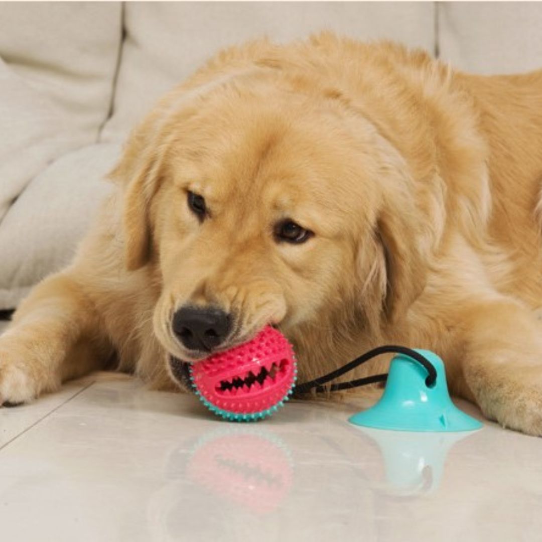 balle-pour-chien-jouet-chien-anti-stress